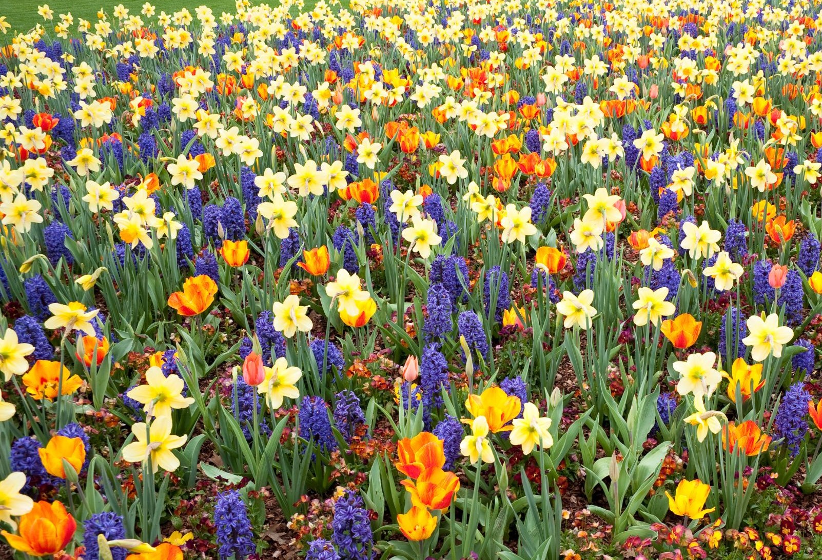 bloembollen voor een bloeiende tuin in het voorjaar