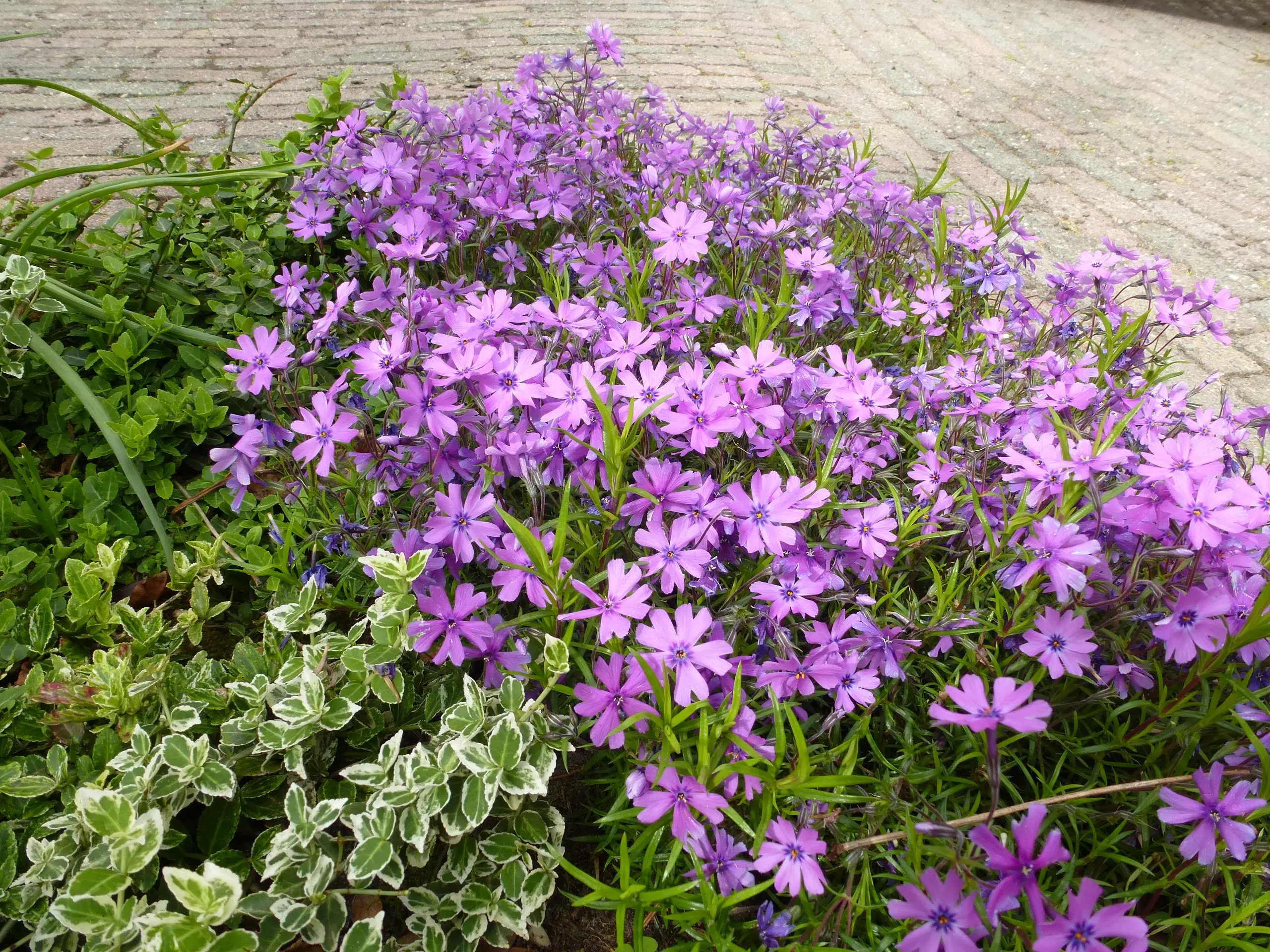 Bodembedekker Phlox Vlambloem in de herfst aangeplant als levend tapijt in de tuin