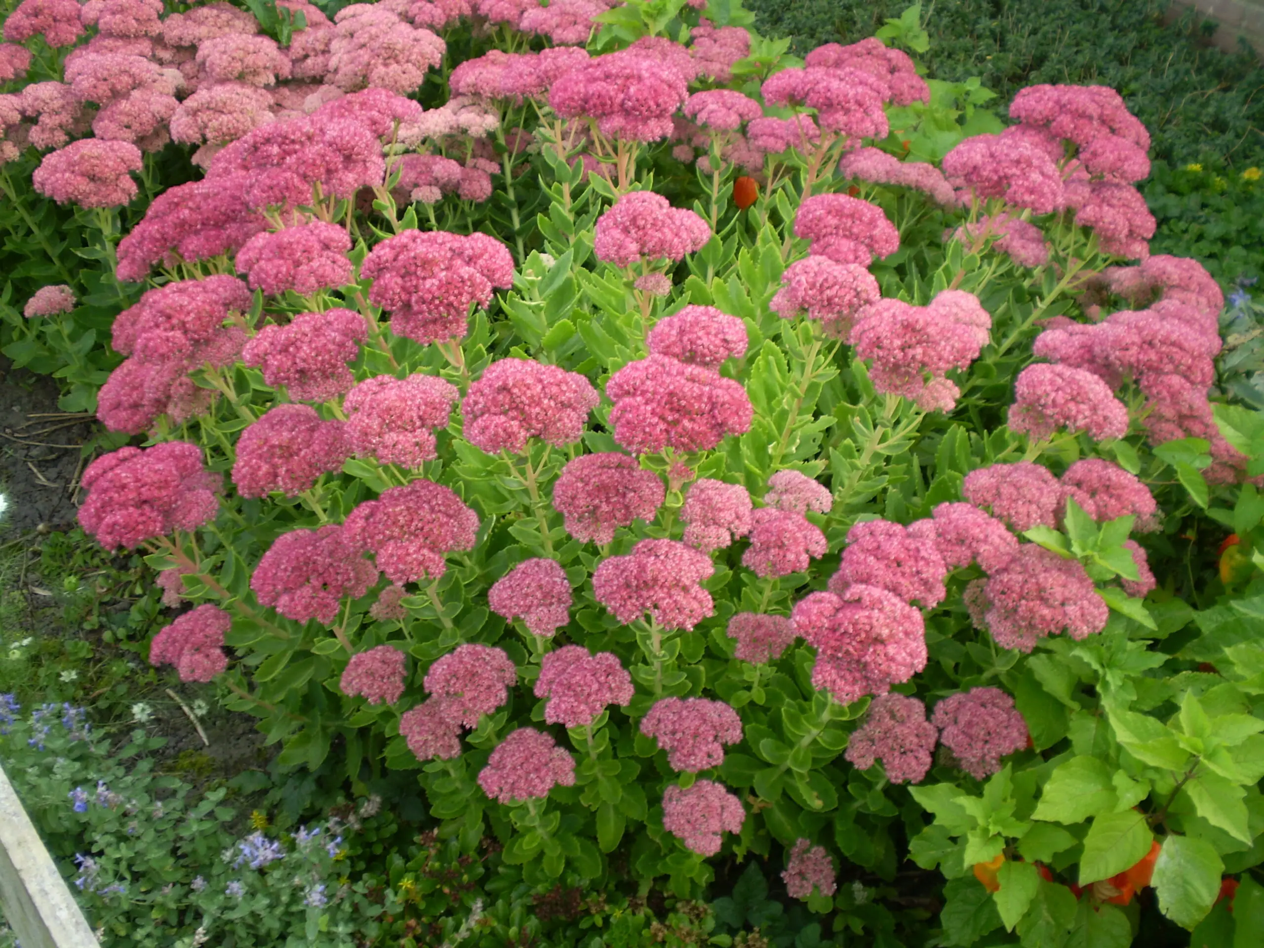 bloeiende tuinplanten september oktober