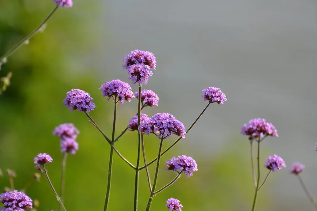 Nieuwe Verbena plantjes ontstaan door niet schoffelen in de tuin