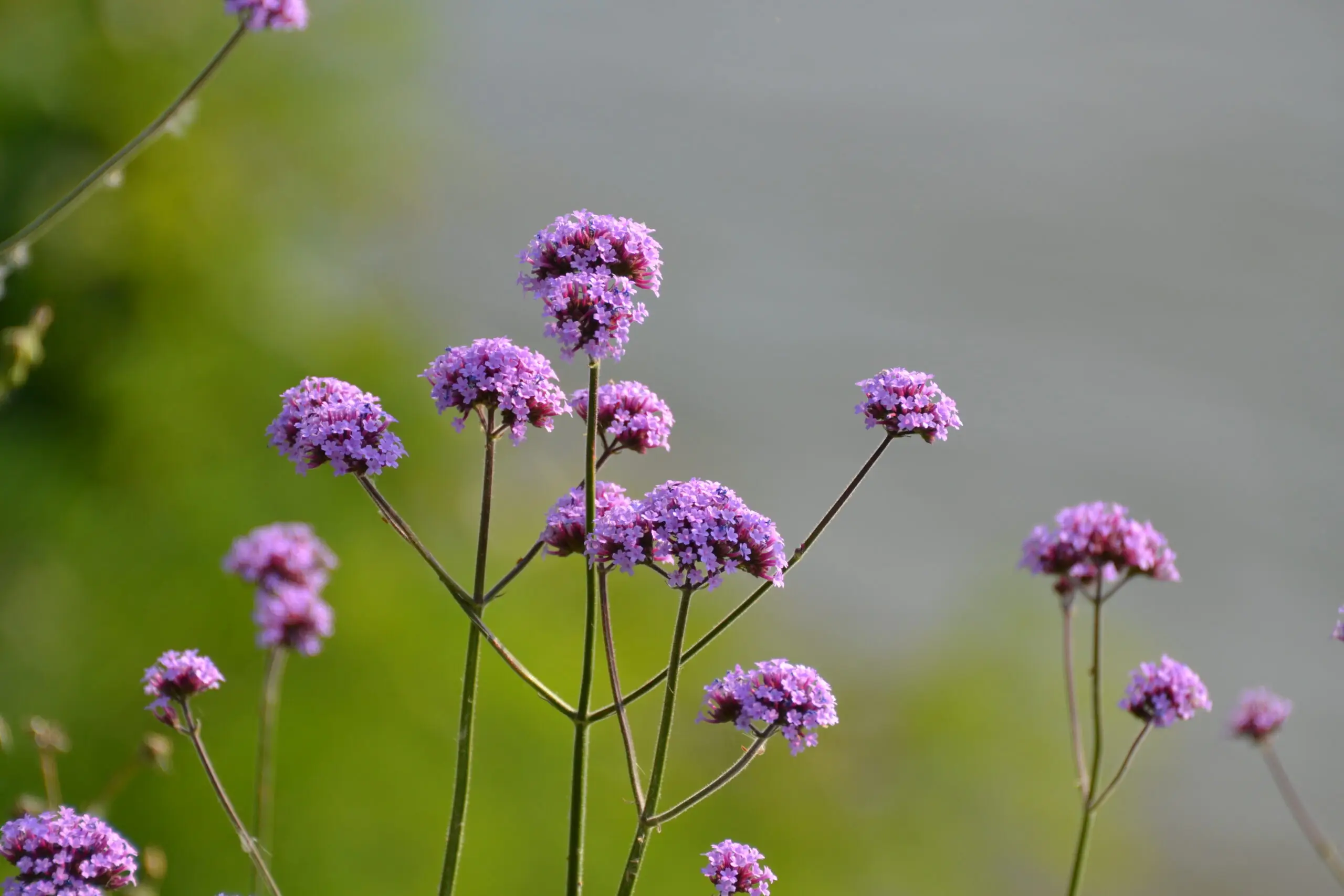 Nieuwe Verbena plantjes ontstaan door niet schoffelen in de tuin