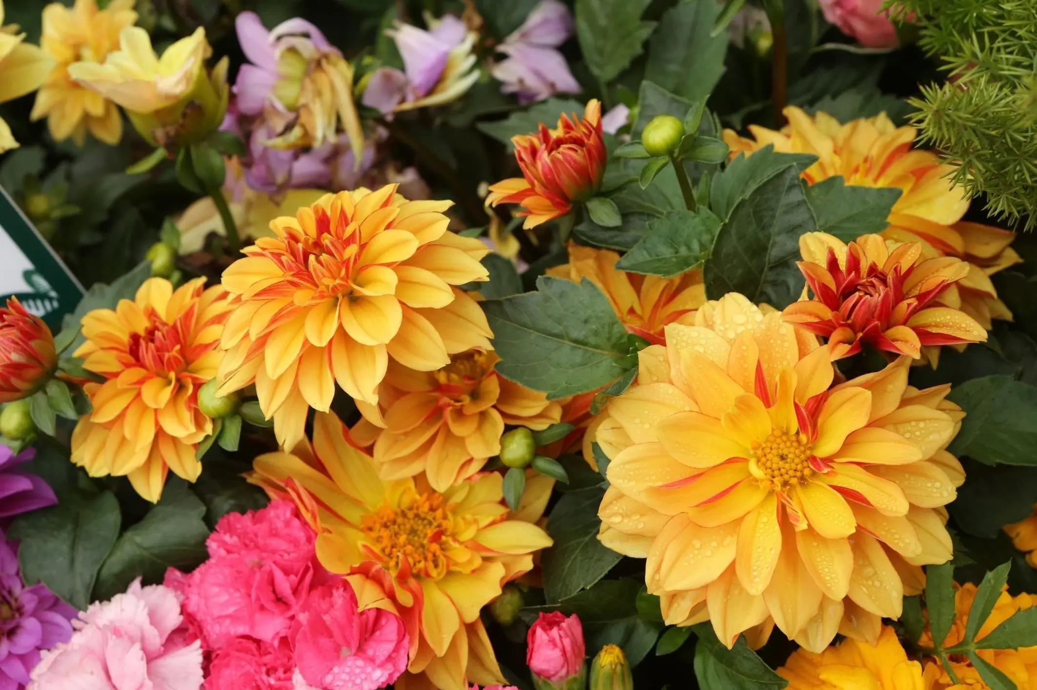 herfstbloeier dahlia